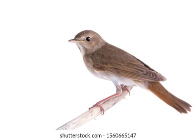 Nightingale Sits On A Branch Isolated On A White Background.