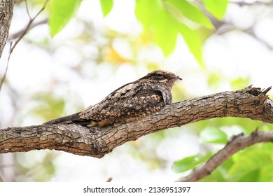 Nightjar Bird In Natare At Thailand