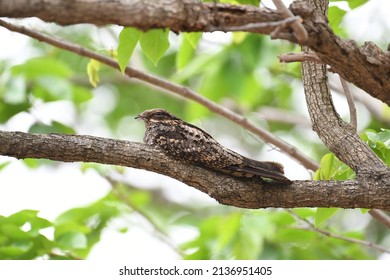 Nightjar Bird In Natare At Thailand