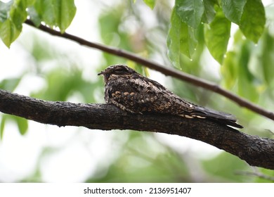 Nightjar Bird In Natare At Thailand