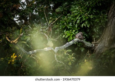 A Nightjar Bird Perching On A Branch In Daylight.