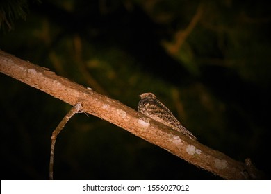  A Nightjar Bird In Thailand