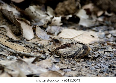 Night-jar (Caprimulgidae) Bird Nest.