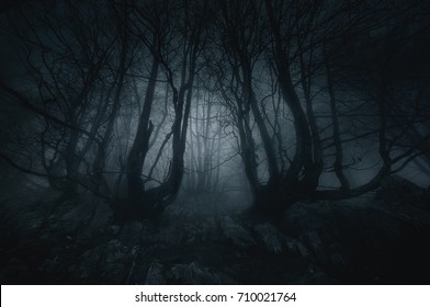 nightmare forest with creepy trees - Shutterstock ID 710021764