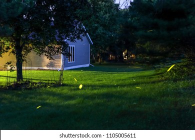 Nighttime Background Timelapse Of Fireflies In A Suburban Backyard