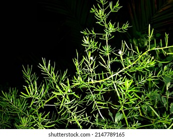 Nighttime Photography Of Plant With Black Background