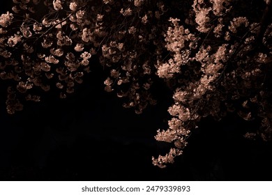 Nighttime view of blooming cherry blossoms against a dark sky. - Powered by Shutterstock