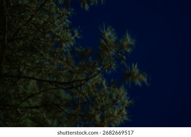 Nighttime view of pine tree branches against a starlit sky showcasing nature's tranquility in a calm environment