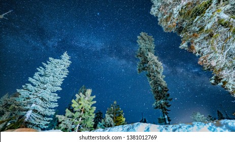 Nighttime Walk Through The Sequoia Trees, With The Milky Way Above