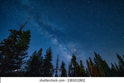 Nighttime Walk Through The Sequoia Trees, With The Milky Way Above