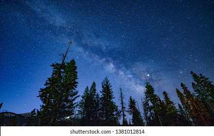 Nighttime Walk Through The Sequoia Trees, With The Milky Way Above