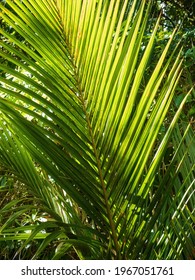 Nikau Palm At Waitakere Ranges, New Zealand