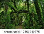 The Nikau Walk, Kahurangi National Park, leads through dense rainforest with many different kinds of ferns. Karamea, West Coast, South Island, New Zealand
