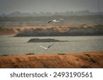 Nikon 3400d Photography, Flying seabirds On Lake 