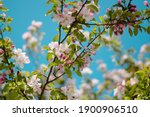 Nikon D5500, Blooming tree with white flowers 