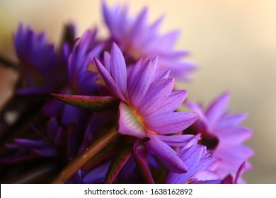 Stock Photo and Image Portfolio by Randula | Shutterstock