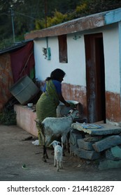 Nilagiri,tamilnaduindia - March 01 2022 A Rural Scene Of A Woman Walking With Her Sheep.