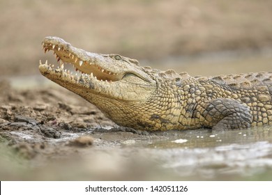 Nile Crocodile