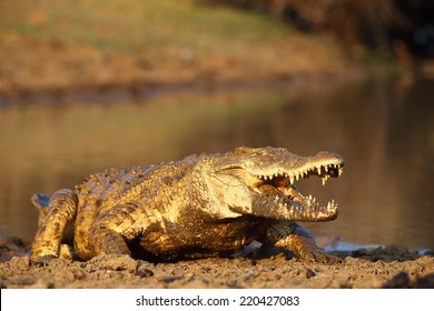 Nile Crocodile