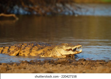 Nile Crocodile