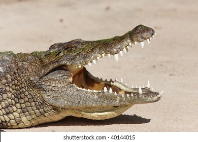 Nile Crocodile