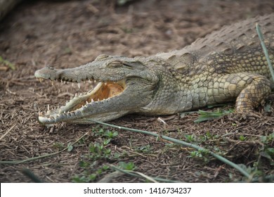 A Nile Crocodile With A Cheesy Grin