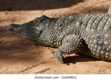 Crocodylus Niloticus Nile Crocodile Zoo Two Stock Photo (edit Now 