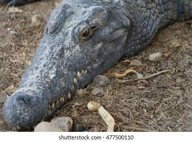 Nile Crocodile (crocodylus Niloticus) 