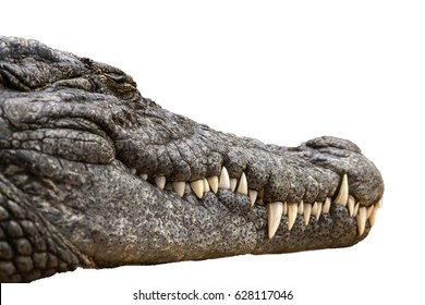 Nile crocodile Crocodylus niloticus, close-up detail of teeth of the Nile crocodile closed eye, Sharpened teeth of dangerous predator, isolated white background,