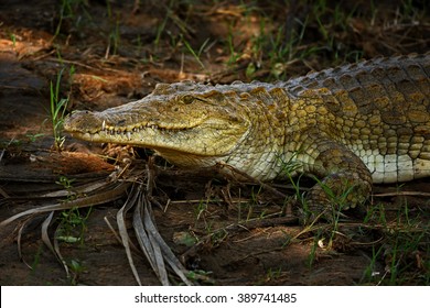 Nile Crocodile - Crocodylus niloticus, Galana river, Kenya