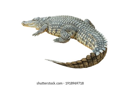 Nile crocodile (Crocodylus niloticus) isolated on white background