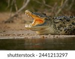 Nile Crocodile - Crocodylus niloticus large crocodilian native to freshwater habitats in Africa, laying on the riverside and opening mouth with big teeth. Big dangerous reptile in Uganda.