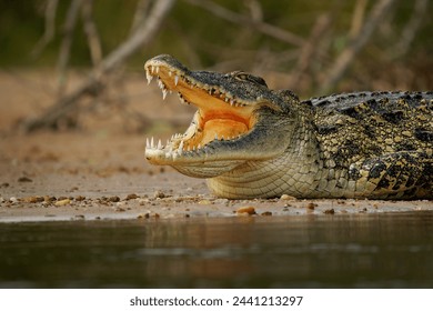 Nile Crocodile - Crocodylus niloticus large crocodilian native to freshwater habitats in Africa, laying on the riverside and opening mouth with big teeth. Big dangerous reptile in Uganda.