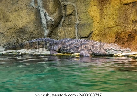 The Nile crocodile - Crocodylus niloticus - is a large crocodilian native to freshwater habitats in Africa - water aquarium Lausanne