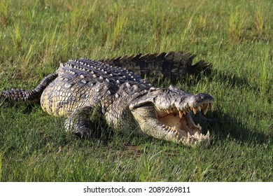 Nile Crocodile (Crocodylus Niloticus) - Uganda, Africa