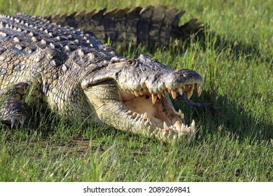 Nile Crocodile (Crocodylus Niloticus) - Uganda, Africa