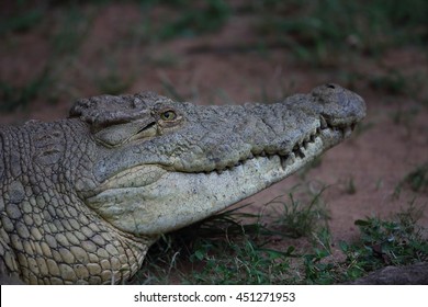 Nile Crocodile (Crocodylus Niloticus) In Uganda