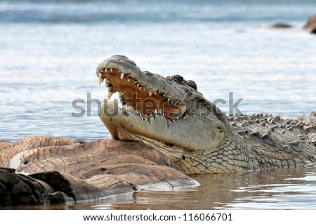 Nile crocodile having opened mouth from a heat to graze, resting on a big log in the middle of a lake.