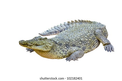 Nile Crocodile Isolated (Crocodylus Niloticus)