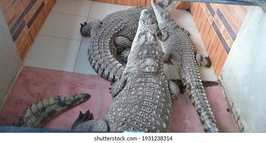 Nile Crocodile From Luxor Governorate, Egypt
