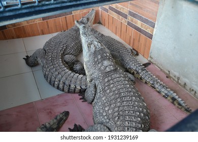 Nile Crocodile From Luxor Governorate, Egypt
