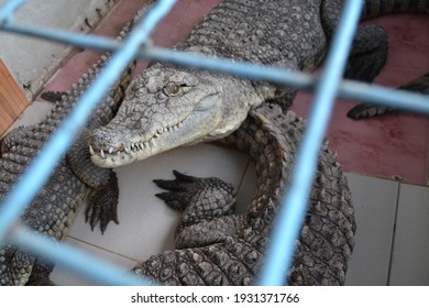 Nile Crocodile From Luxor Governorate, Egypt
