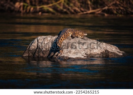 Nile crocodile lying on a rock in Okavango river at sunset