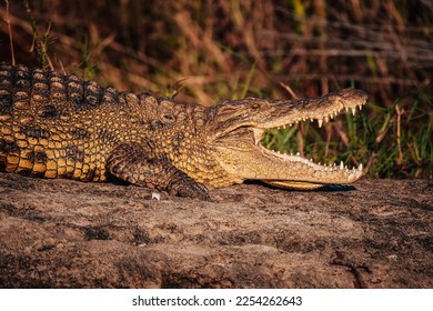 Nile crocodile lying with open mouth on the banks of the Okavango river at sunset