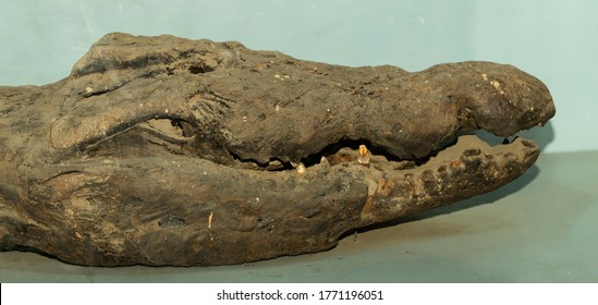 Nile crocodile Mummy (Crocodylus niloticus) is a large crocodilian native to freshwater habitats in Africa. Stuffed reptile. A mummified animal.