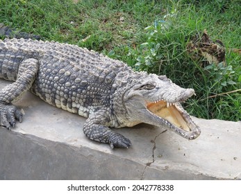 A Nile Crocodile Near The Egyptian Village Of Banana Island On The Nile River, Luxor, Egypt