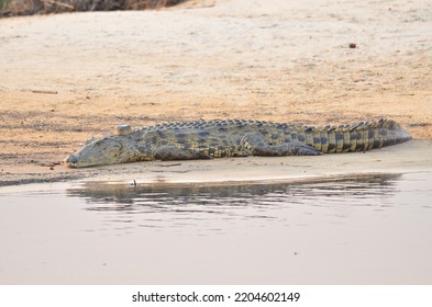 Nile Crocodile In Okavango Delta Botswana