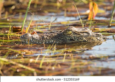 Nile Crocodile, Okavango Delta, Botswana