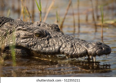 Nile Crocodile, Okavango Delta, Botswana