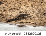 Nile crocodile on the river bank. Crocodile near the river Limpopo during safari in Kruger national park. Croc is walking out of the water. 